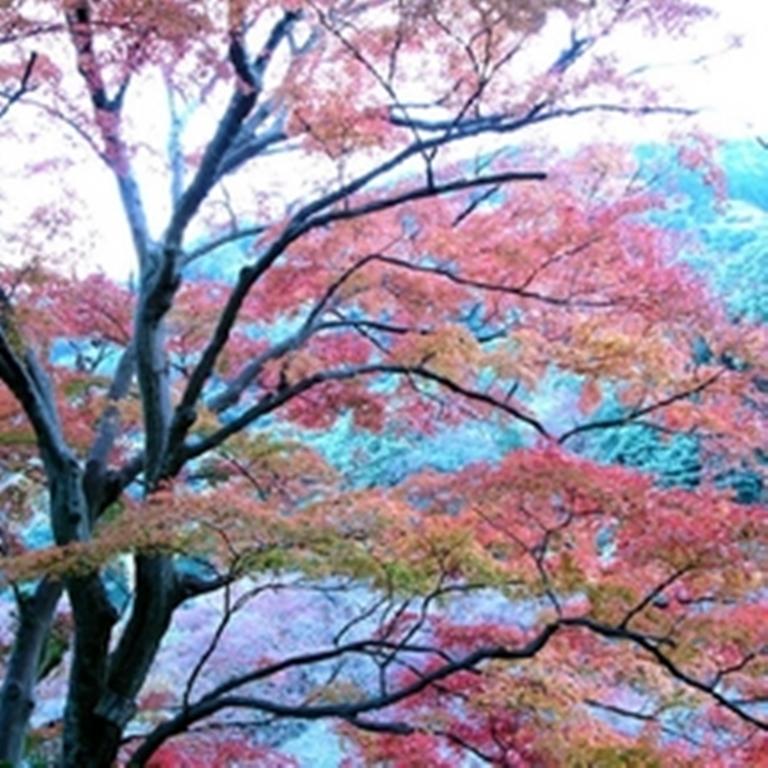 Raku Yado Hana Hana Ito (Shizuoka) Bagian luar foto
